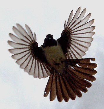 A picture of the main character. (From Wiki Commons.)