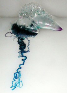 Bluebottle aka Portuguese Man-o-War. These things strike fear into the hearts of Australian children every summer at the beach.