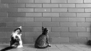 tumblr_mmt4ofU00Z1soylsvo1_500