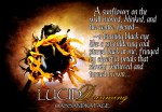 Lucid Dreaming sunflower&nbsp;teaser